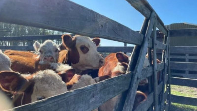 Mercado de haciendas sigue con firmeza en los precios y marcada demanda por novillos