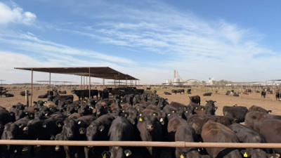 ACA obtuvo la primera certificación Welfair® de bienestar animal para un feedlot en Argentina
