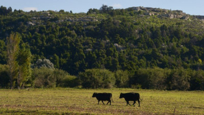 Créditos en Valor Producto: Nuevo cupo de garantías de hasta $10.000 millones para el sector ganadero