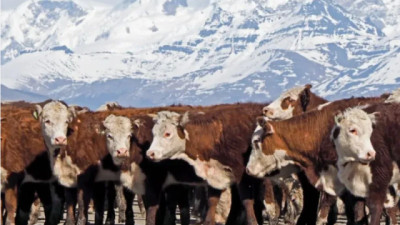 Neuquén reactivó el programa de refugos ganaderos con aportes de hasta $400.000 por animal