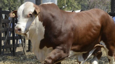 Toros reproductores: los precios treparon 61% en pesos y 57% en dólares