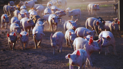 Carne porcina, entre las proteínas de mayor crecimiento en la Argentina