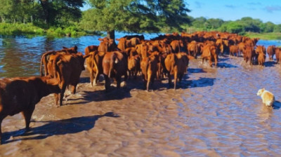 Excesos hídricos: claves para proteger al ganado y reducir pérdidas