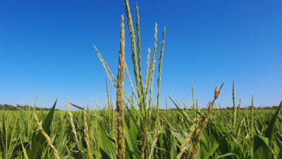 Maíz: La materia orgánica y el agua definen el potencial de rendimiento