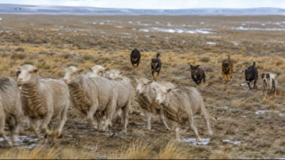 Ganadería neuquina: Habrá regulaciones para diferenciar perros salvajes de domésticos