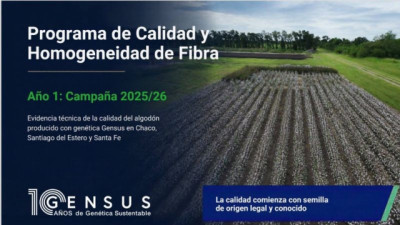 Algodón argentino: la genética Gensus logró un rendimiento 70% superior a la media nacional y mejor calidad de fibra
